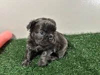 Zoe, a female French Bulldog for sale in Chicago, IL – Photo 6 of 6