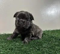 Zoe, a female French Bulldog for sale in Chicago, IL – Photo 2 of 6