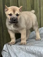 Fawn male , a male Cane Corso for sale in Marietta, GA – 3 of 3