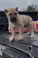 Nila, a female Cane Corso for sale in Marietta, GA – Photo 1 of 3