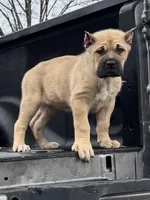 Nila, a female Cane Corso for sale in Marietta, GA – Photo 2 of 3