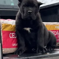 Baby Dino , a male Cane Corso for sale in Marietta, GA – Photo 1 of 5