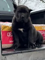 Baby Dino , a male Cane Corso for sale in Marietta, GA – Photo 1 of 5