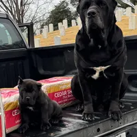 Baby Dino , a male Cane Corso for sale in Marietta, GA – Photo 5 of 5