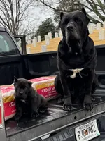 Baby Dino , a male Cane Corso for sale in Marietta, GA – Photo 5 of 5