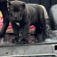 Baby Dino , a male Cane Corso for sale in Marietta, GA – Photo 3 of 5