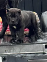 Baby Dino , a male Cane Corso for sale in Marietta, GA – Photo 3 of 5
