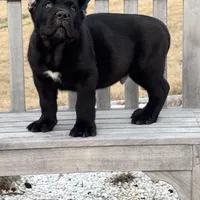 Baby Dino , a male Cane Corso for sale in Marietta, GA – Photo 4 of 5