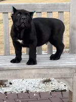 Baby Dino , a male Cane Corso for sale in Marietta, GA – Photo 4 of 5