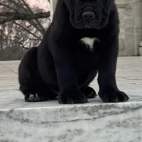 Baby Dino , a male Cane Corso for sale in Marietta, GA – Photo 2 of 5
