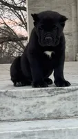 Baby Dino , a male Cane Corso for sale in Marietta, GA – Photo 2 of 5
