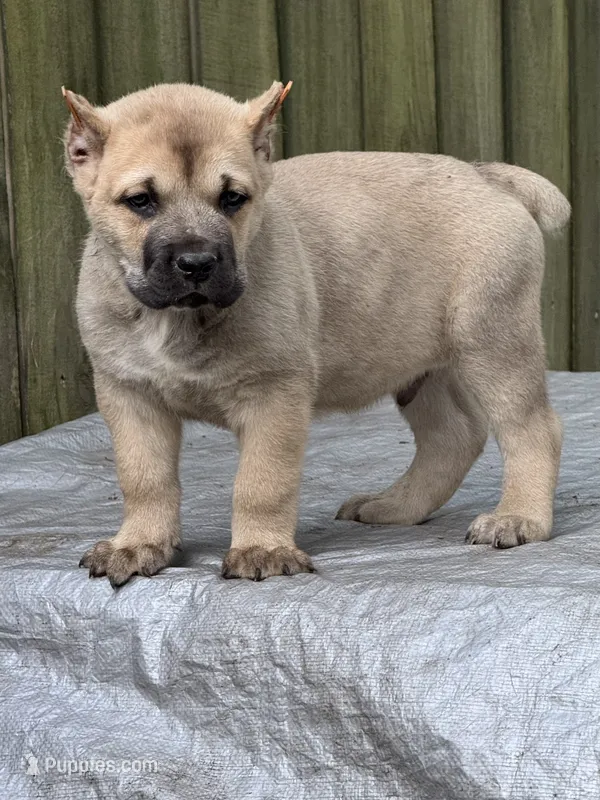 Fawn male  – Cane Corso puppy for sale in Marietta, GA