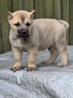 Fawn male , a male Cane Corso for sale in Marietta, GA – 1 of 3