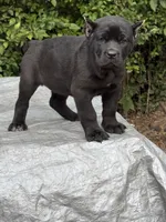 Akc Black male, a male Cane Corso for sale in Marietta, GA – 2 of 6
