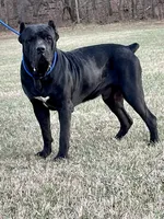 Akc Black male, a male Cane Corso for sale in Marietta, GA – 5 of 6