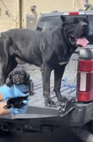 Akc Black male, a male Cane Corso for sale in Marietta, GA – 4 of 6