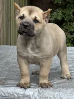 Fawn male , a male Cane Corso for sale in Marietta, GA – 2 of 3