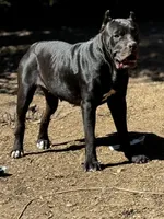 Akc Black male, a male Cane Corso for sale in Marietta, GA – 3 of 6