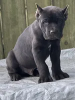 Akc Black male, a male Cane Corso for sale in Marietta, GA – 6 of 6