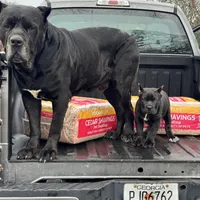 Baby Shack , a male Cane Corso for sale in Marietta, GA – Photo 3 of 3