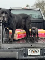 Baby Shack , a male Cane Corso for sale in Marietta, GA – Photo 3 of 3