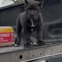 Baby Shack , a male Cane Corso for sale in Marietta, GA – Photo 1 of 3