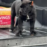 Baby Shack , a male Cane Corso for sale in Marietta, GA – Photo 2 of 3
