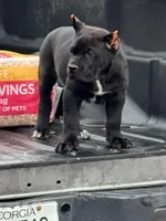 Baby Shack , a male Cane Corso for sale in Marietta, GA – Photo 2 of 3