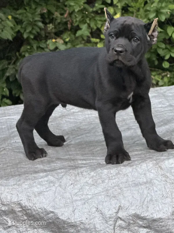 Akc Black male – Cane Corso puppy for sale in Marietta, GA