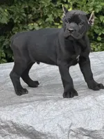 Akc Black male, a male Cane Corso for sale in Marietta, GA – 1 of 6