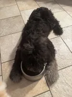 Daphne, a female Aussiedoodle for sale in Malvern, AR – 3 of 4