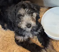 Daphne, a female Aussiedoodle for sale in Malvern, AR – 4 of 4