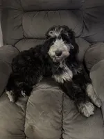 Daphne, a female Aussiedoodle for sale in Malvern, AR – 2 of 4