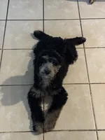 Daphne, a female Aussiedoodle for sale in Malvern, AR – 1 of 4