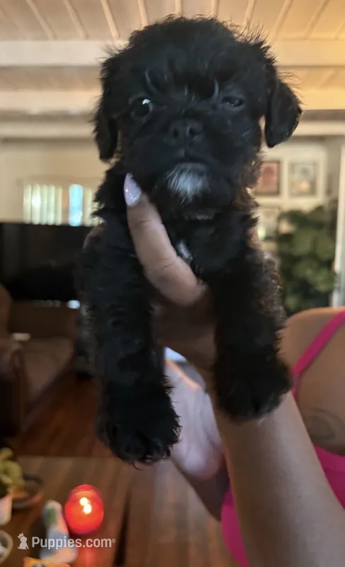 Pops – Maltese, Pug puppy for sale in San Diego, CA