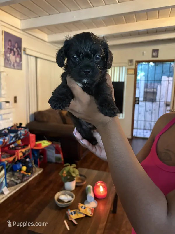 No name  – Maltese, Pug puppy for sale in San Diego, CA