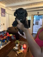 No name , a male Maltese and Pug for sale in San Diego, CA – 1 of 1
