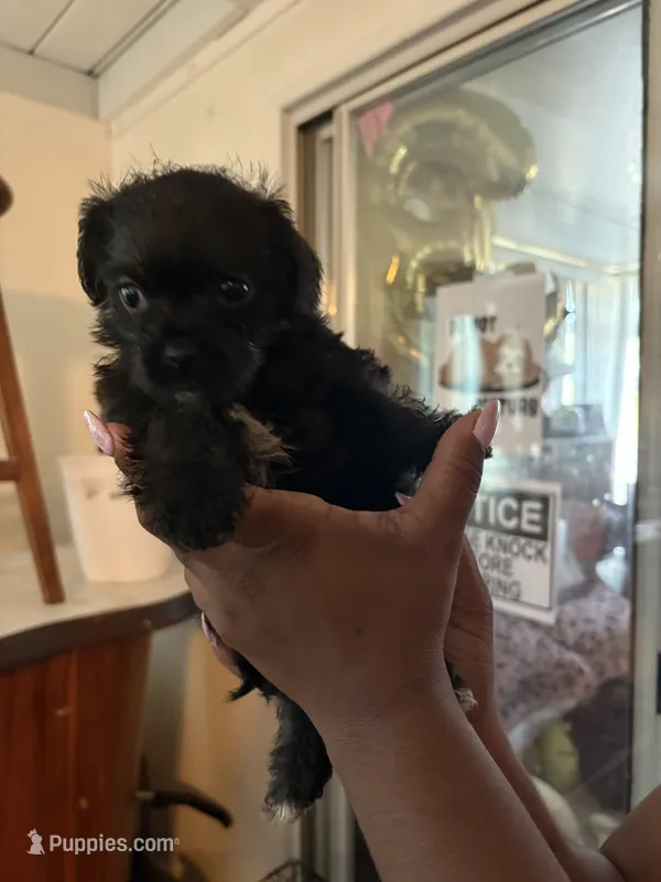 No name – Maltese, Pug puppy for sale in San Diego, CA