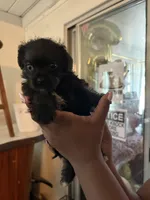 No name, a female Maltese and Pug for sale in San Diego, CA – 1 of 1