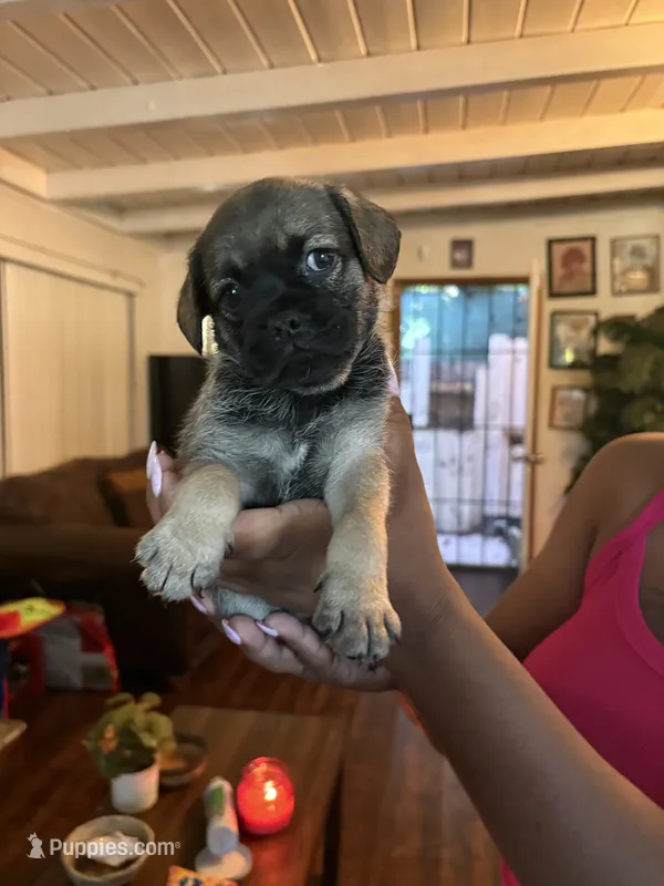 Doesn’t have a name yet – Maltese, Pug puppy for sale in San Diego, CA