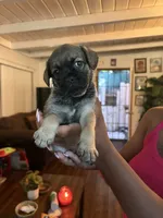 Doesn’t have a name yet, a female Maltese and Pug for sale in San Diego, CA – 1 of 1