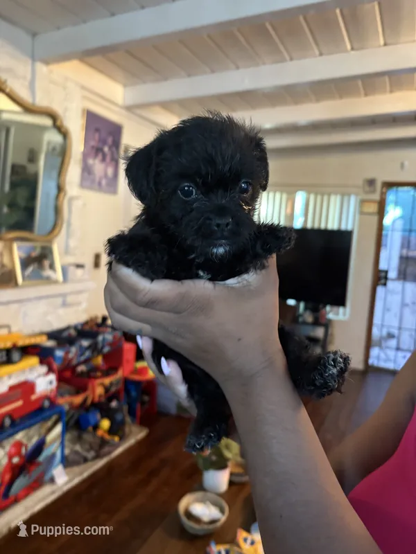 No name  – Maltese, Pug puppy for sale in San Diego, CA