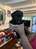 No name , a female Maltese and Pug for sale in San Diego, CA – 1 of 1