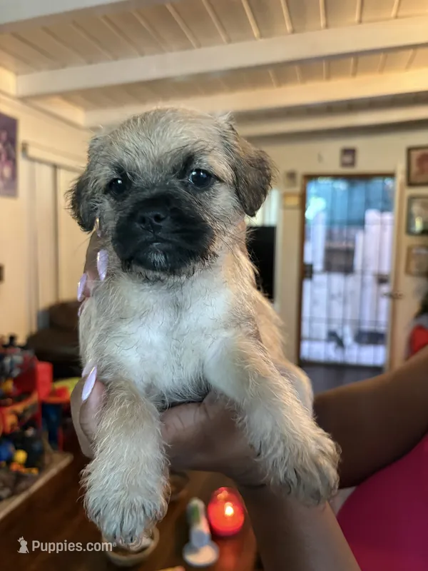 No name yet – Maltese, Pug puppy for sale in San Diego, CA