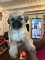 No name yet, a female Maltese and Pug for sale in San Diego, CA – 1 of 1