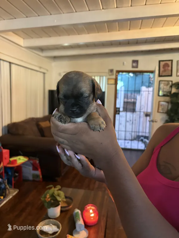 No name  – Maltese, Pug puppy for sale in San Diego, CA