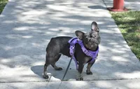 Vale, a female French Bulldog for sale in Miami, FL – 2 of 4
