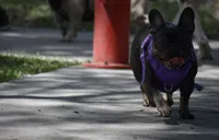 Vale, a female French Bulldog for sale in Miami, FL – 3 of 4