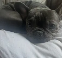 Vale, a female French Bulldog for sale in Miami, FL – 4 of 4