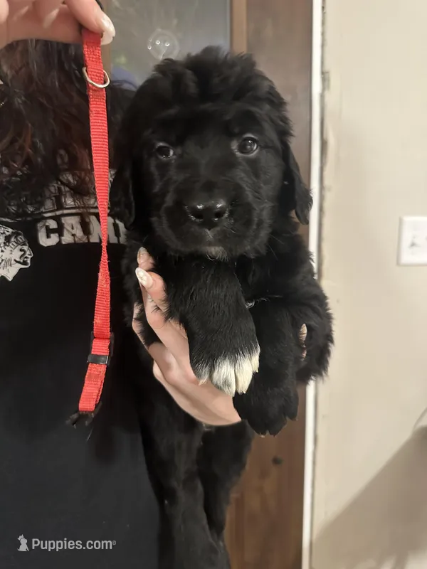 Red – Newfoundland, Golden Retriever puppy for sale in Mechanicstown, OH